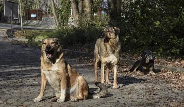 Sokak köpeğini uyuşturmak istemişti: Tabancayla kendini vurdu