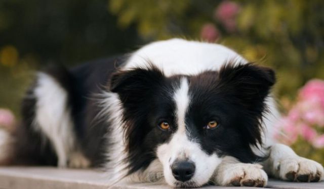 Tam bir akıl küpü: Border Collie’nin özellikleri nelerdir?