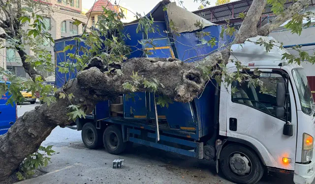 İzmir'de kamyonetin çarptığı ağaç, üzerine devrildi