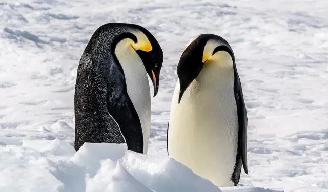 Gerçek penguenler tükendi mi? Bizim bildiklerimiz aslında taklitçi bir tür