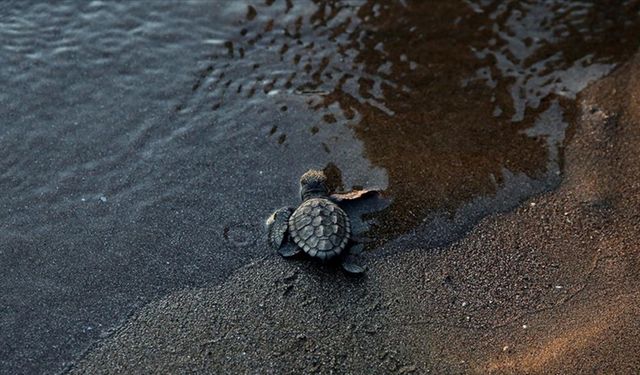 Nesli tükenme tehlikesi altındaydı: Caretta carettalar için nöbet tuttular