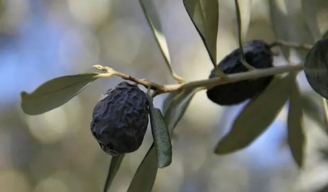 Dünyanın ilk furma zeytin festivali Karaburun'da gerçekleşti