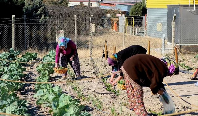 Bornovalı kadınların hasat coşkusu: Kent Bostanı ile aile bütçesine katkı sağlıyorlar