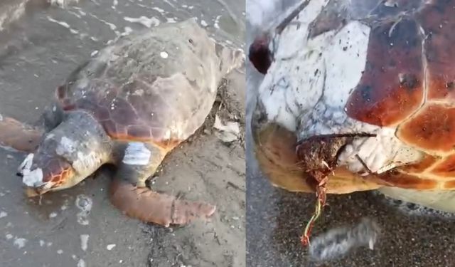 Soyu tükeniyor: Urla sahilde ölü caretta caretta bulundu