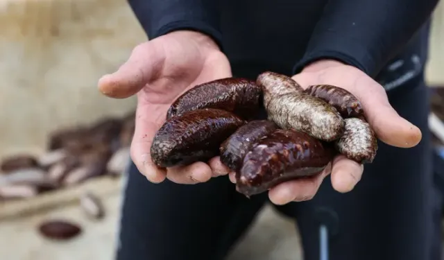 Yasak yeniden gelebilir: Deniz patlıcanı avı ekosistemi bozuyor