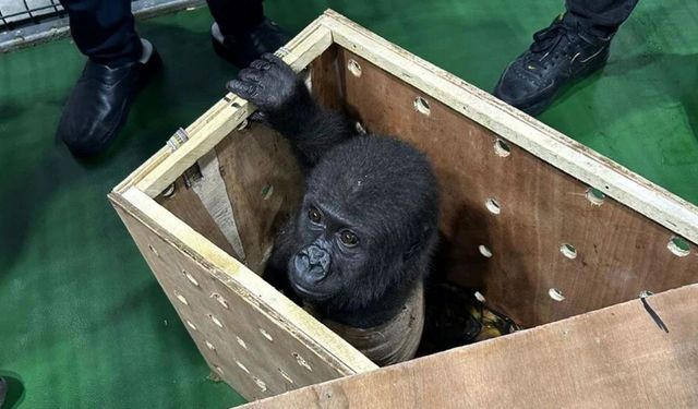 Nesli tükenmek üzere: İstanbul Havalimanı'ndaki operasyonda gorilla gorilla kurtarıldı