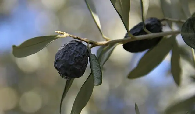 İzmir'e özgü bir zeytin: Dalından koparıp yiyebilirsiniz