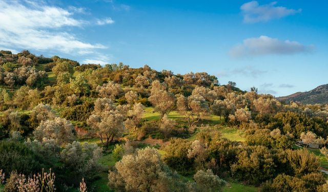 Zeytinlikler için dayanışma çağrısı: İzmir’in zeytinliklerini koru!