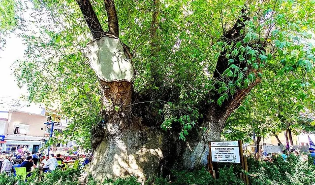 İzmir'in bin yıllık çınarı: Doğal bir anıt niteliği taşıyor