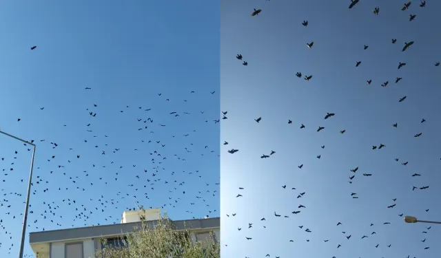 İzmir'in kuşları ile ünlü ilçesi: Gökyüzünde muhteşem dans