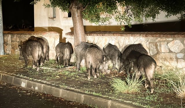 Acıktılar, yiyecek aradılar: Muğla'da yaban domuzları şehre indi