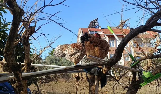 Selden korkan tavuklar ağaç tepesinde uyudu