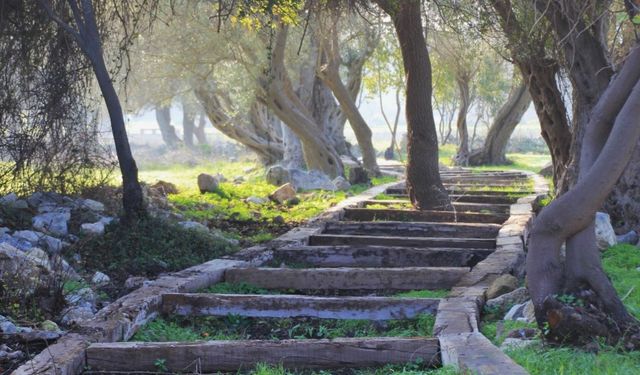 İzmir’in eşsiz tarihinin bir parçası Teos Antik Kenti nerede? Nasıl gidilir?