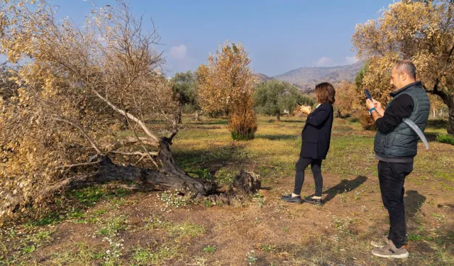 İzmir yangınlarında büyük zarar görmüşlerdi: Zeytin ağaçları hayatta dönecek