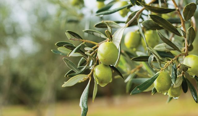 Denizli'de zeytin fidanı desteği başvuru süresi uzatıldı: Başvuru şartları neler?