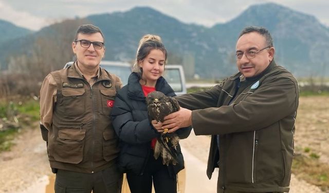 Muğla’da doğada bulunan yaralı şahin tedavi altına alındı