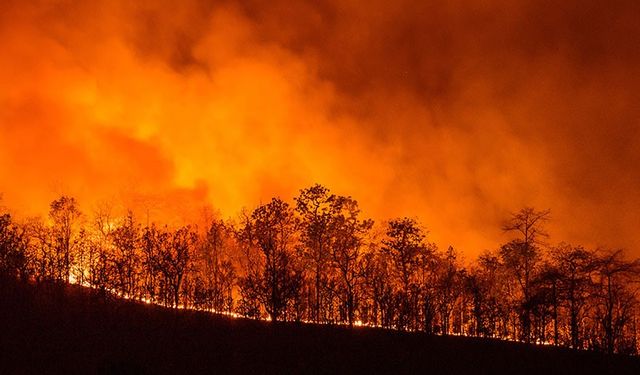 Tugay’dan dikkat çeken kayıp kaçak çıkışı: Orman yangınında kullanıldı
