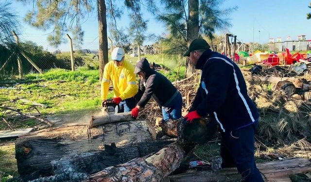 Didim Belediyesi'nden kış yardımı: Budanan ağaçlar yakacak olarak dağıtılıyor