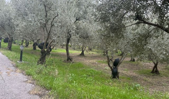 Zeytin ağaçları konuşuyor: Toprağı iyileştiren diyalog