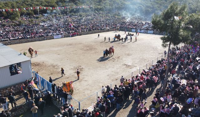 Bodrum’da Geleneksel Deve Güreşi Festivali coşkuyla gerçekleşti