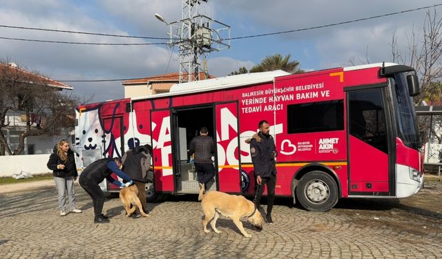 Can Dost şifa dağıtıyor: Paşa Limanı Adası’ndaki 182 sokak hayvanı hayata tutundu