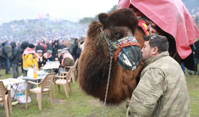 Efes Selçuk'ta Deve Güreşi Festivali heyecanı: 43. kez düzenlenecek