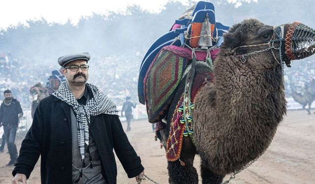 İzmir’de deve güreşlerinin Kırkpınar'ı: Selçuk Efes’te unutulmaz festival