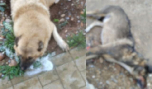 Manisa'da korkunç olay: Kimliği belirsiz kişiler köpekleri zehirleyerek katletti