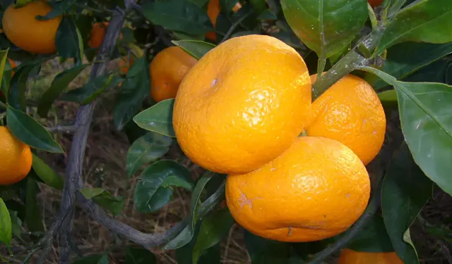 İzmir'in coğrafi işaretli mandalinası: Satsuma (Seferihisar) mandalinası nedir?