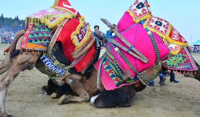 Torbalı'da geleneksel coşku: 16. Deve Güreşi Festivali 2 Şubat'ta düzenlenecek