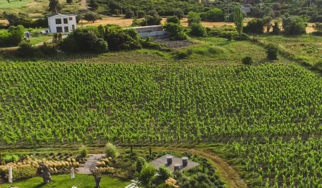 Urla Bağ Yolu finalde: Tarlaların villa olmaması için bu ödüle ihtiyacımız var