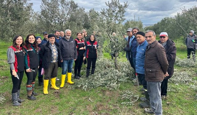 İzmir’de zeytin ağacı budama kursu: Tarımsal üretim potansiyeli artıyor