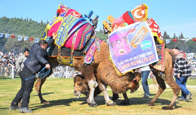 İzmir'de Deve Güreşi Festivali: 35 bin kişinin katılımıyla gerçekleşti