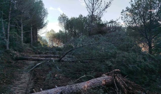 İzmir’deki yol çalışmaları bölge sakinlerini isyan ettirdi: Yüzlerce ağaç kesiliyor!