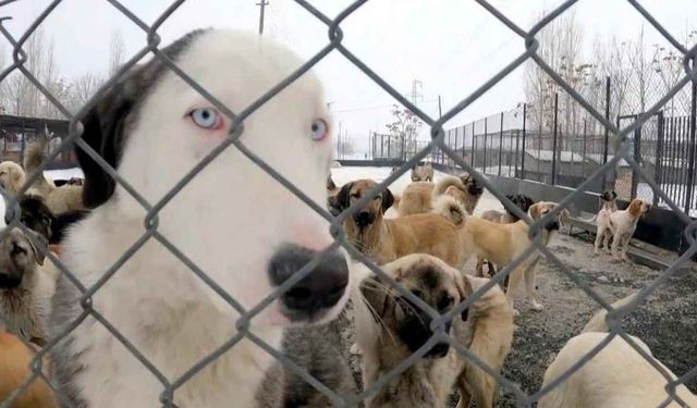 Köpek katliamı iddiası: Belediye çalışanları görevden uzaklaştırıldı