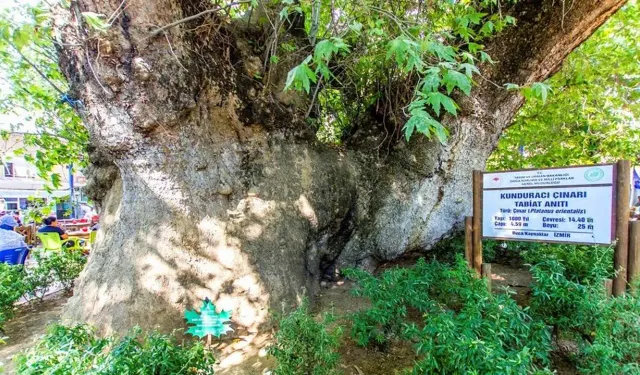 İzmir'in ulu ağacı: Bin yıllık Kunduracı Çınarı heybeti ile büyülüyor