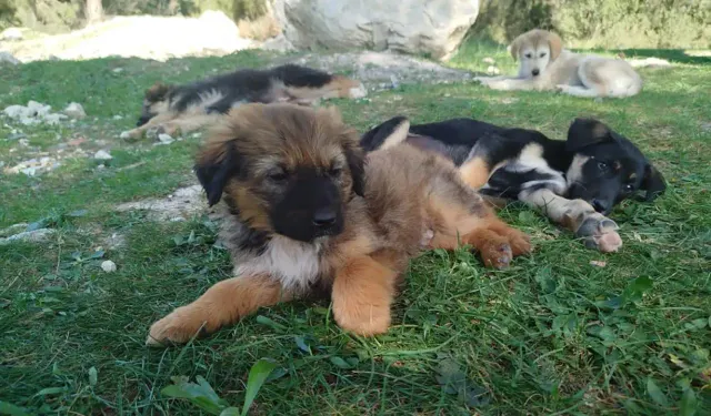 İzmir'de ormanlık alana attılar: 25 yavru köpek yardım bekliyor