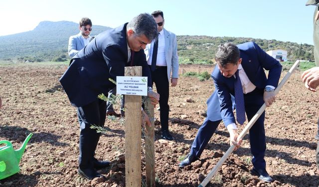 İzmir'de adalet ve çevre için anlamlı proje: Hükümlüler 4 bin zeytin fidanı dikti