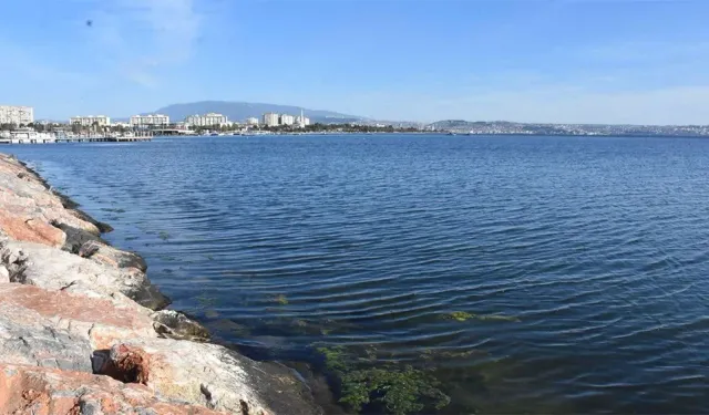 Karşıyaka Bostanlı sahilinde deniz yosunları yeniden görüldü