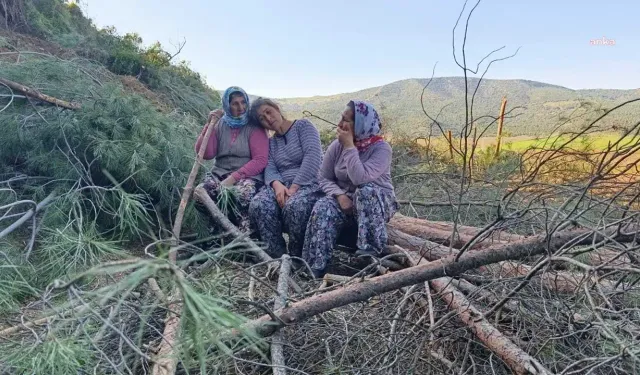 Tire Çayırlı Köyü'nde isyan: Ağaçlarımızı öldürüyorlar