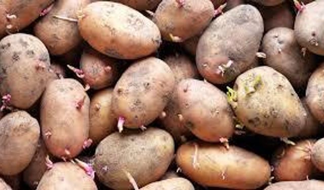 Patates saklarken bunlara dikkat: Patateslerin filizlenmesini önleyecek tüyolar