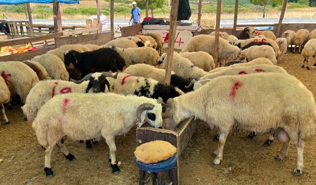 Aliağa'da kurban kesim fiyatları açıklandı: Korsan kasaplara dikkat