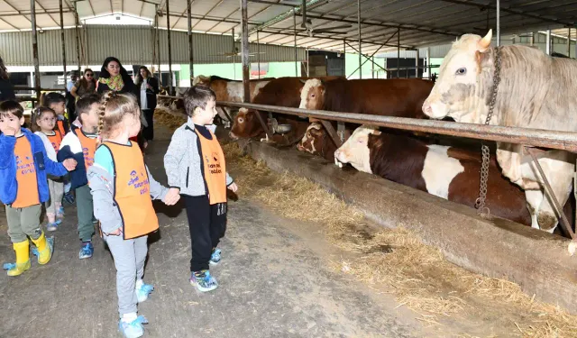 Çiğli Belediyesi düzenledi: Minikler inek, keçi ve koyunlarla tanıştı