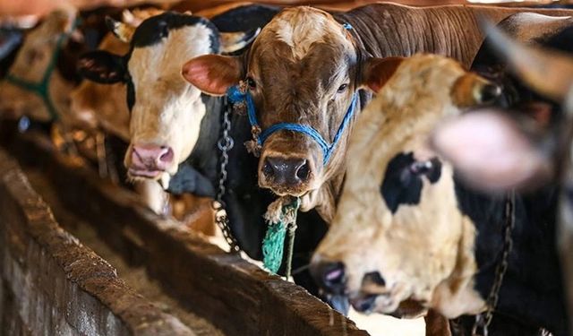 Et ithalatı üreticiyi vurdu: Besici üretimden kaçıyor