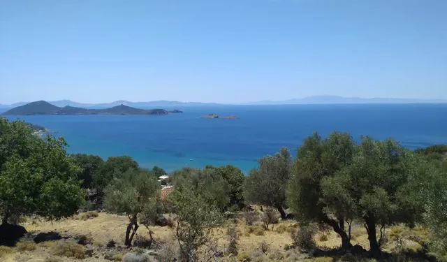 İzmir'de çadırını alan buraya gidiyor: Zeytin ağaçları arasında Maldivleri aratmayan bir kamp alanı
