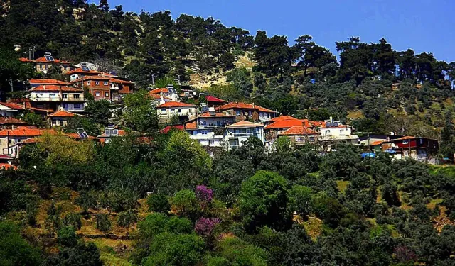 Nereye baksan yeşil, nereye baksan ağaç: İzmir'de tam da ormanın ortasında bol oksijenli bir köy
