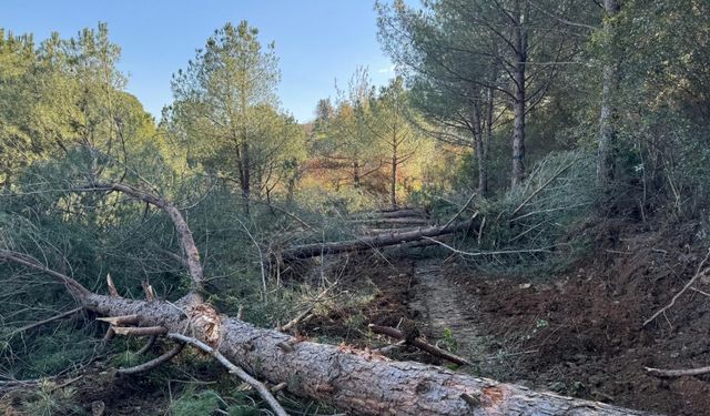 Belevi-Tire yolu güzergahındaki ağaç kesimi CİMER’e taşındı: Belediyeden görüş almaya gerek duyulmamış