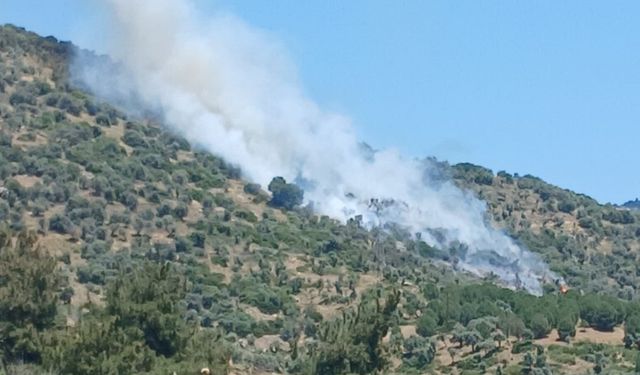 İzmir'de zeytinlik alanda korkutan yangın
