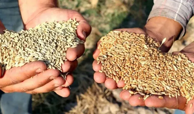 İzmir'de çiftçilerden tepki: Köylüler buğday üretemez duruma düşürüldü