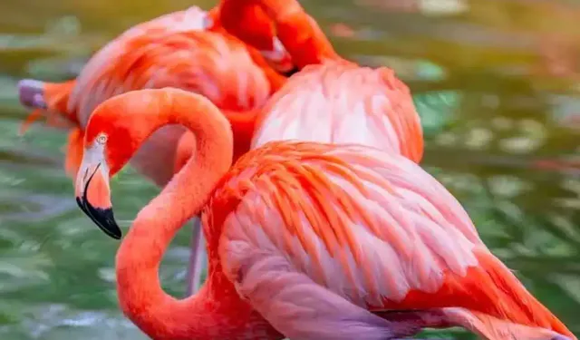 Nedenini duyunca çok şaşıracaksınız: İzmir'in meşhur flamingoları neden pembe renkli?